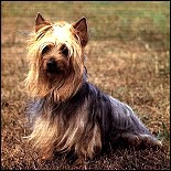 Der Silky-Terrier - ein Verwandter des Yorkies